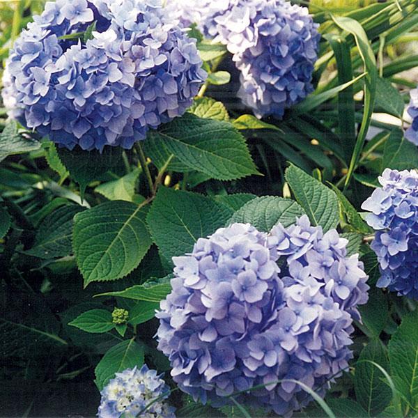 Hydrangea Macrophylla Endless Summer® Original - 7c