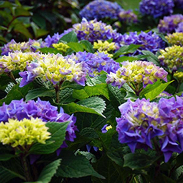 Hydrangea Macrophylla Lets Dance Rhythmi - 3c