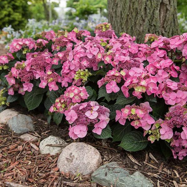 Hydrangea Macrophylla Endless Summer® Pop Star - 3c