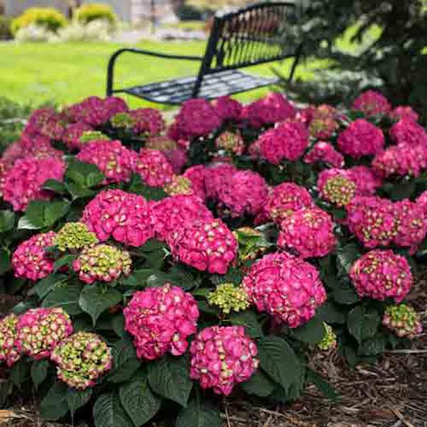 Hydrangea Macrophylla Endless Summer® Summer Crush - 1c