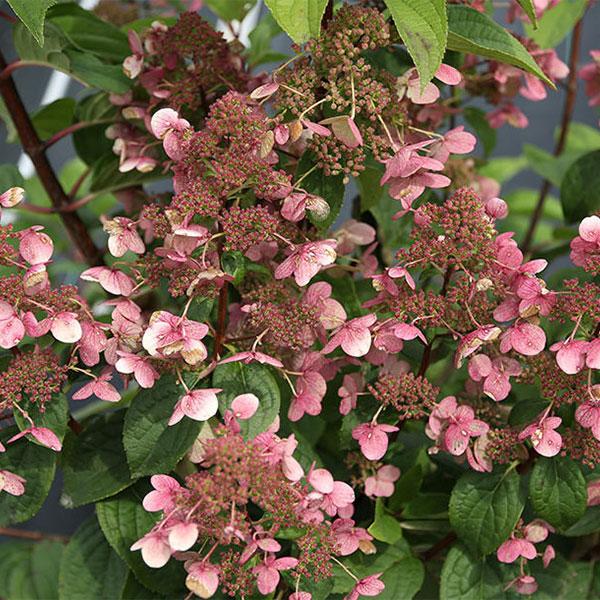 Hydrangea Paniculata Fire & Ice - 3c