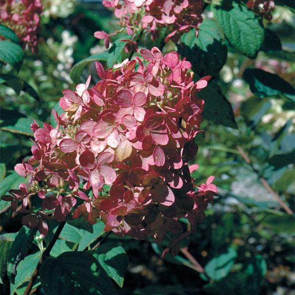 Hydrangea Paniculata Fire Light - 3c