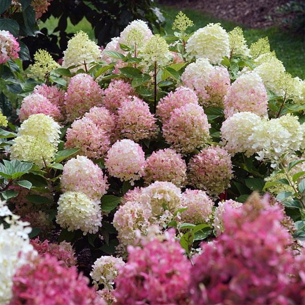 Hydrangea Paniculata Fire Light Tidbit - 3c