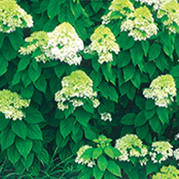 Hydrangea Paniculata Limelight - 3c