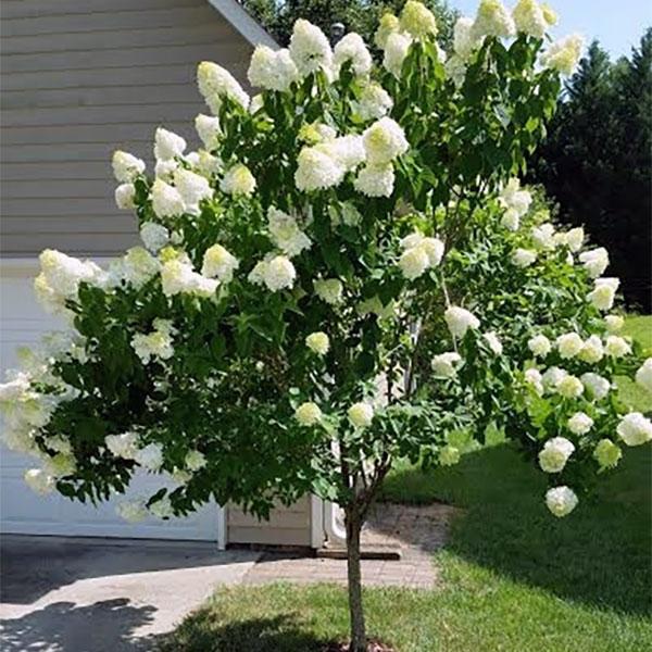 Hydrangea Paniculata Limelight Tree Form - 7c