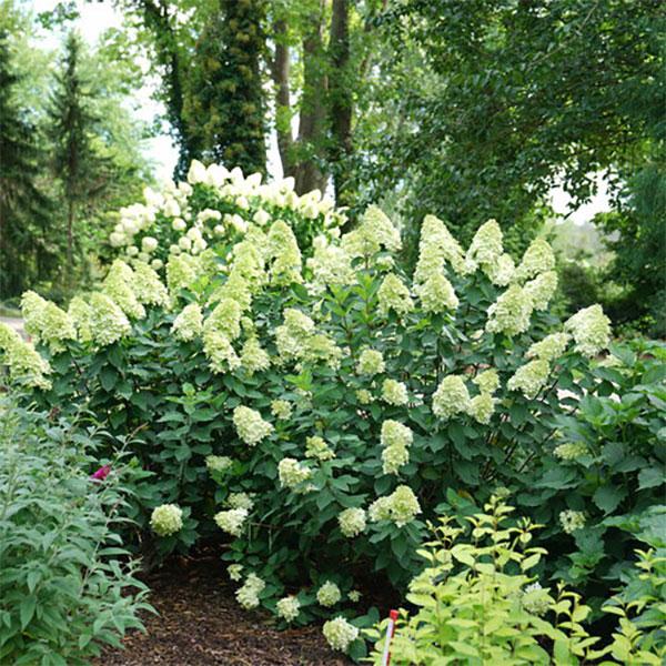 Hydrangea Paniculata Limelight Prime - 3c