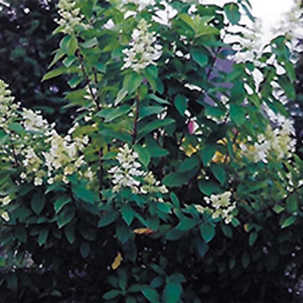 Hydrangea Paniculata Pink Diamond Tree Form - 7c