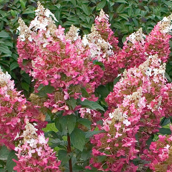 Hydrangea Paniculata Pinky Winky Tree Form - 7c