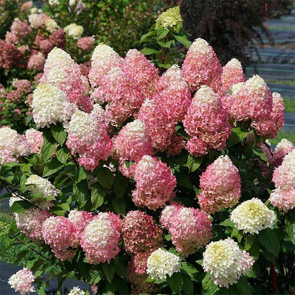 Hydrangea Paniculata Quick Fire Fab - 3c