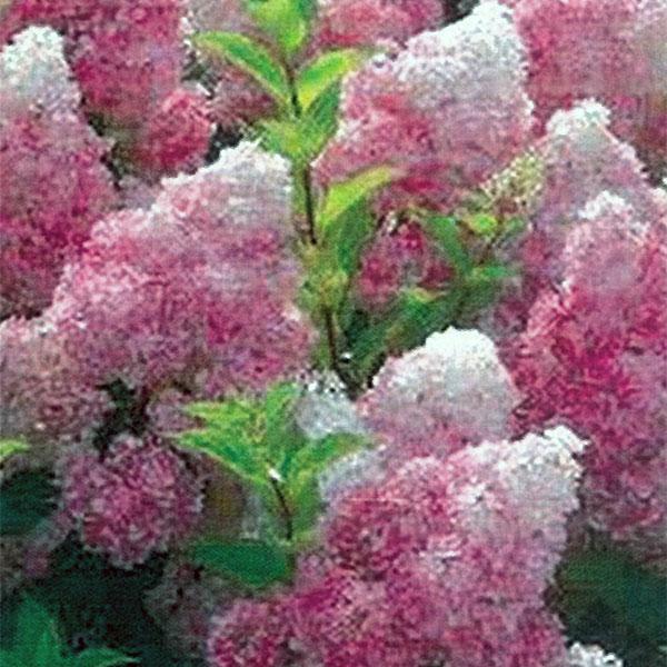 Hydrangea Paniculata Strawberry Sundae - 3c