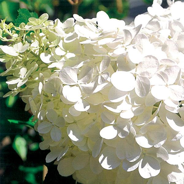 Hydrangea Paniculata Vanilla Strawberry - 3c