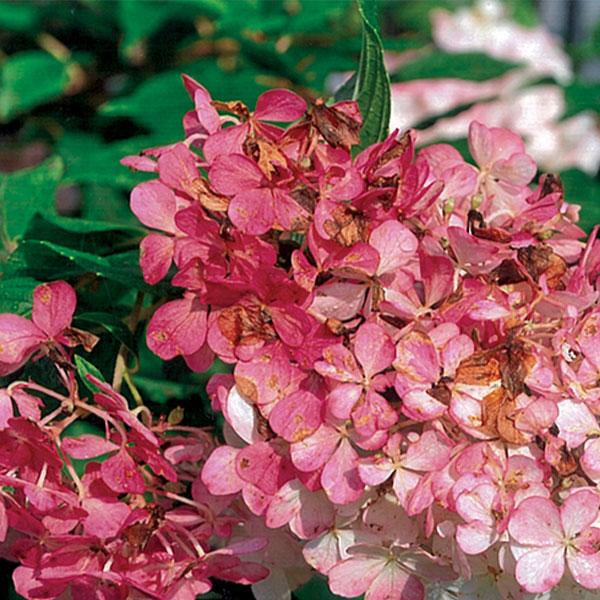 Hydrangea Paniculata Vanilla Strawberry - 3c