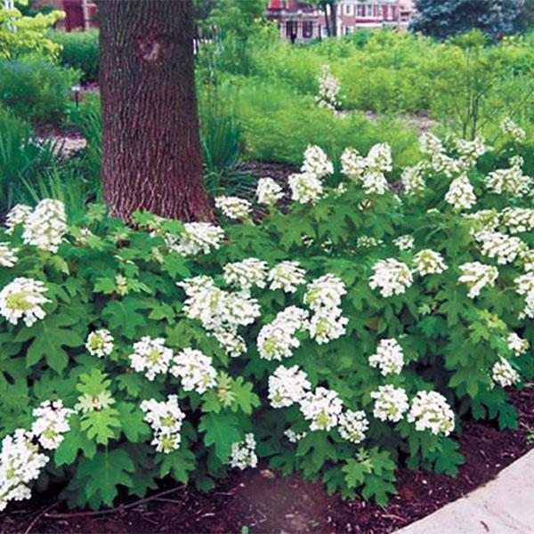 Hydrangea Quercifolia Pee Wee - 3c