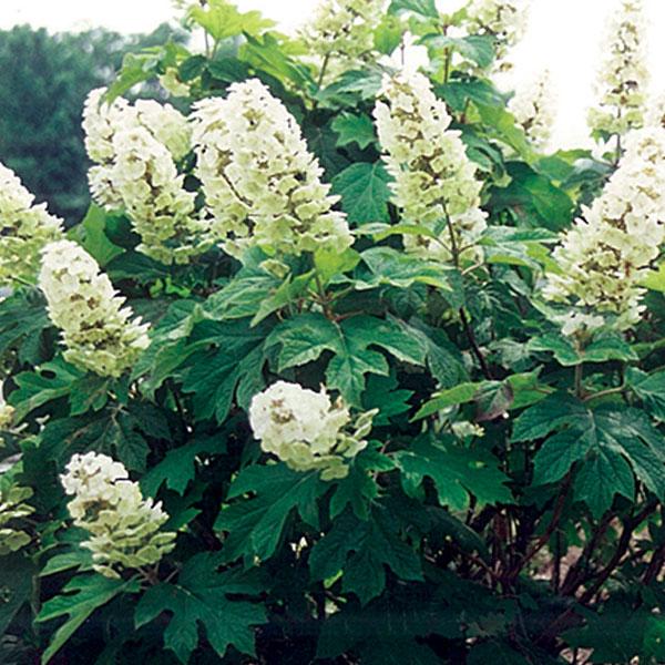 Hydrangea Quercifolia Snow Queen - 3c