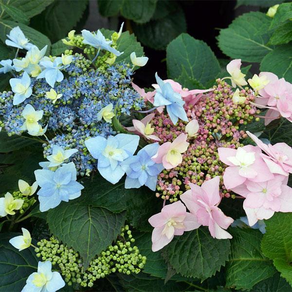 Hydrangea Serrata Tuff Stuff - 3c