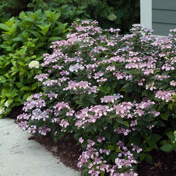 Hydrangea Serrata Tiny Tuff Stuf - 2c