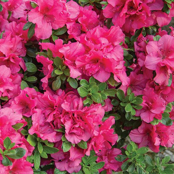 Azalea Bloomathon Hot Pink - 3c