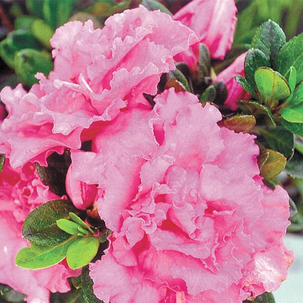 Azalea Bloomathon Pink Double - 3c