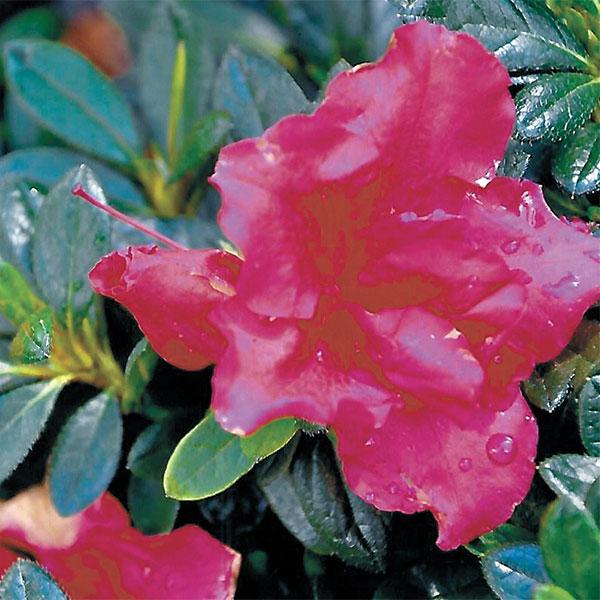 Azalea Bloomathon Red - 3c