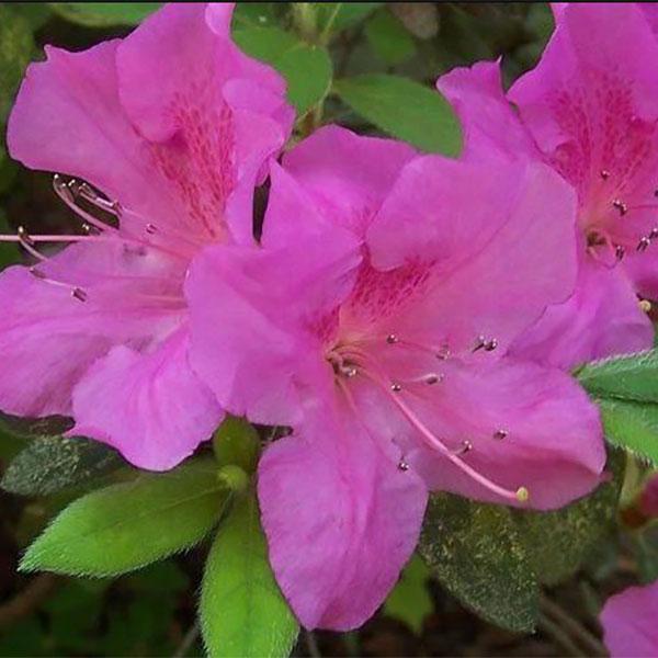 Azalea Encore Amethyst - 3c