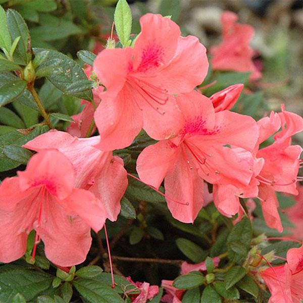 Azalea Encore Coral - 3c