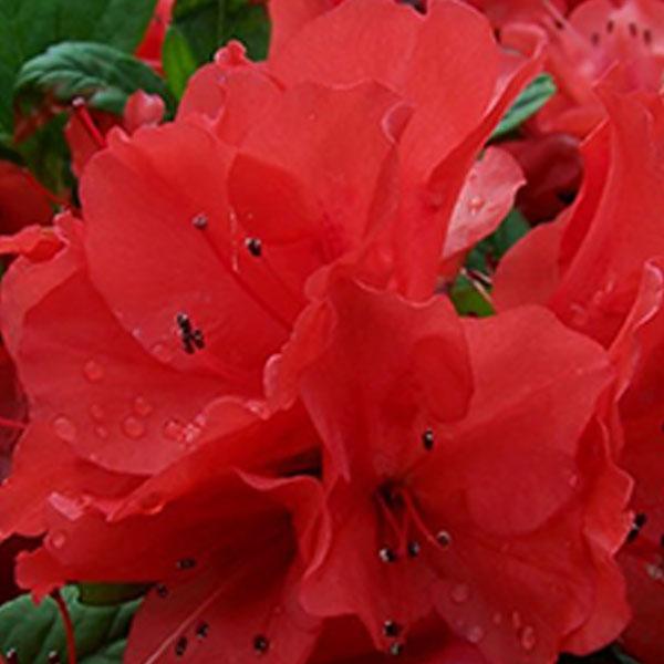 Azalea Encore Embers - 3c