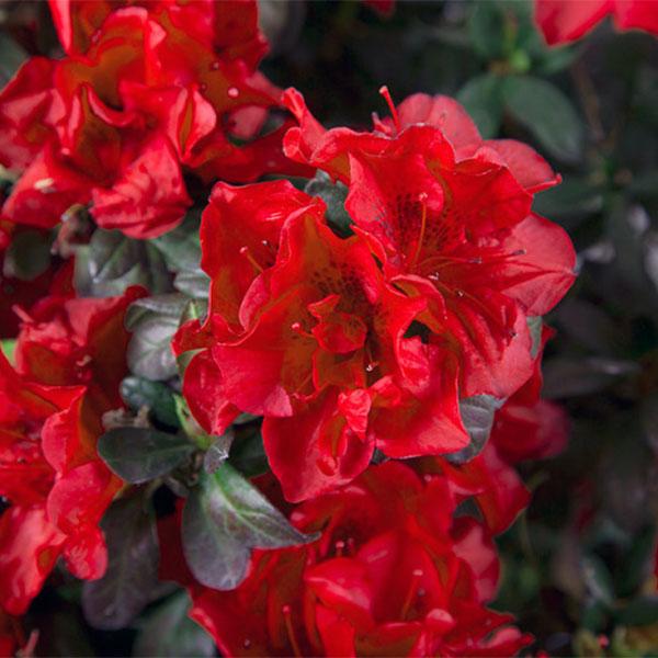 Azalea Encore Fire - 3c