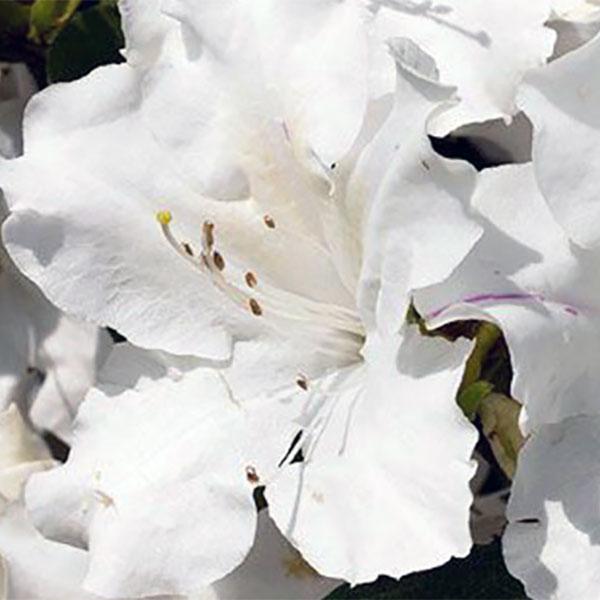 Azalea Encore Lily - 3c