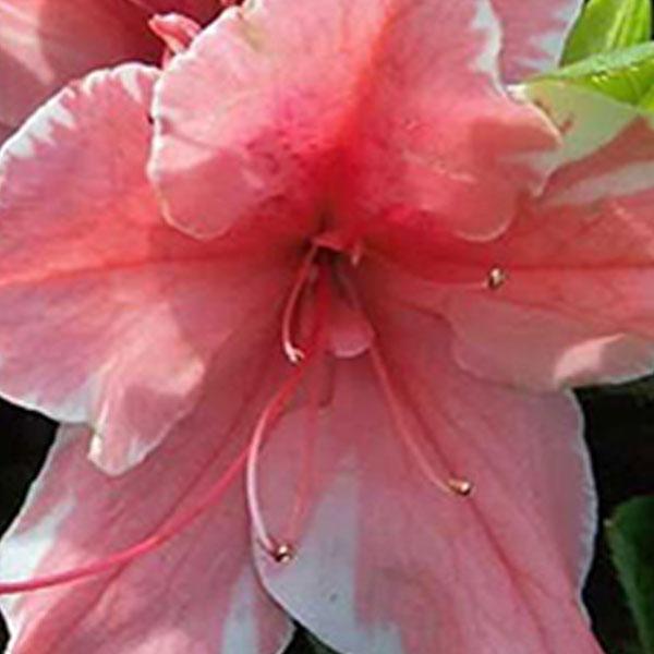 Azalea Encore Sunburst - 3c