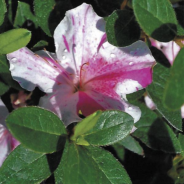 Azalea Encore Twist - 3c