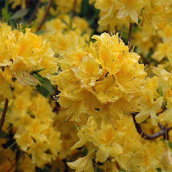 Azalea Exbury Lemon Lights - 2c