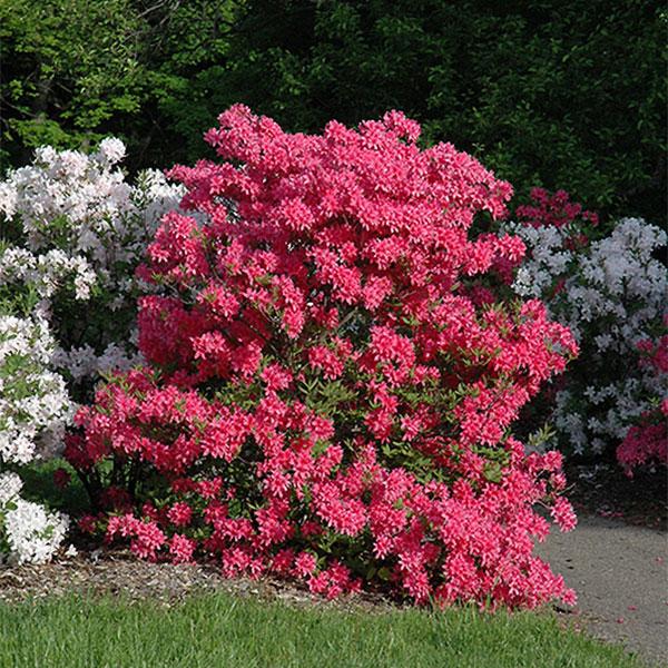 Azalea Exbury Rosy Lights - 3c