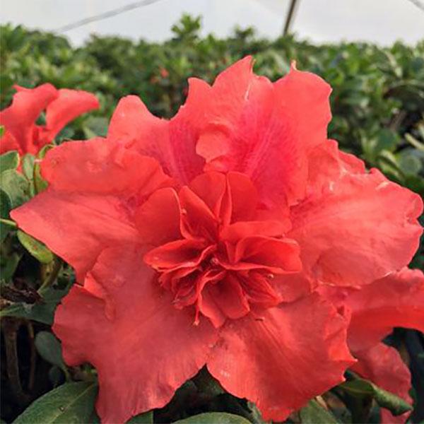 Azalea Rebloom Firebrick Fame - 3c