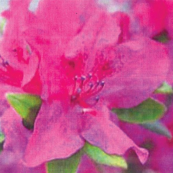 Azalea Rebloom Purple Spectacula - 3c