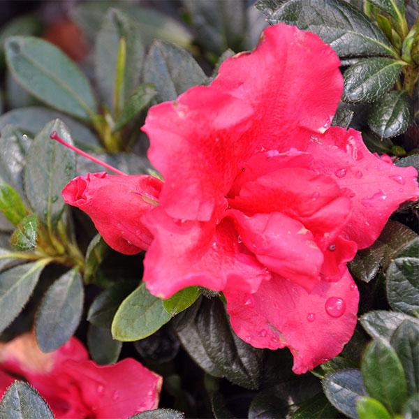 Azalea Rebloom Red Magnificence - 3c