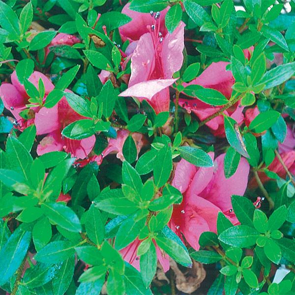 Azalea Chinzan - 3c