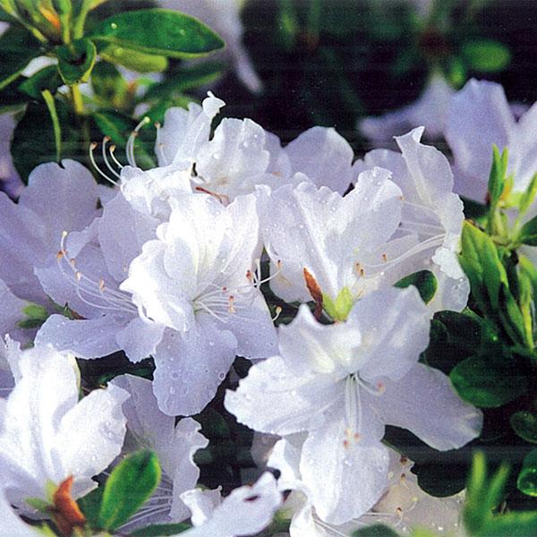 Azalea Delaware Valley White - 5c