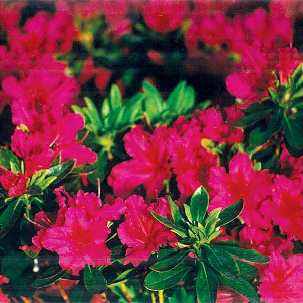 Azalea Girard Crimson - 2c