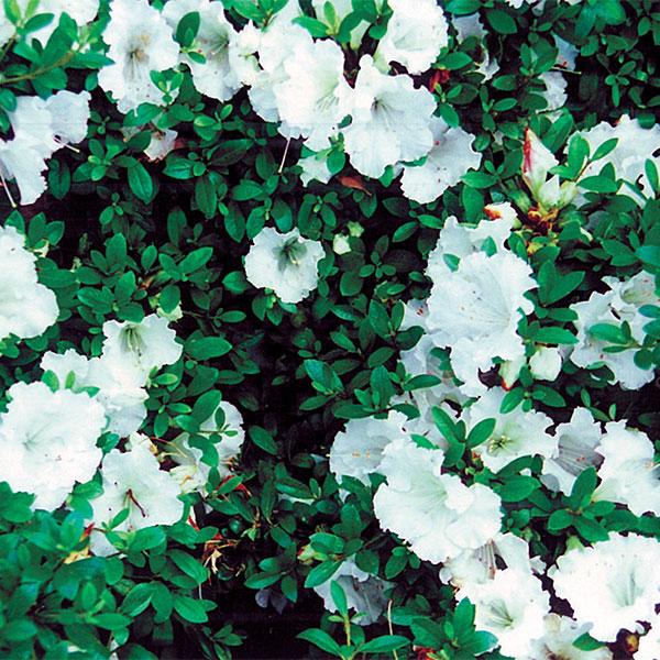 Azalea Gumpo White - 3c