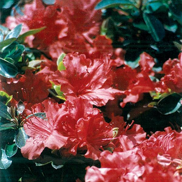 Azalea Hot Shot - 1c