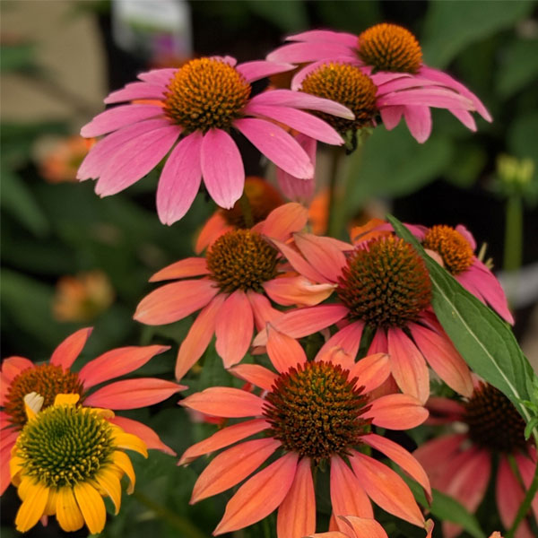 Echinacea - Cone Flowers