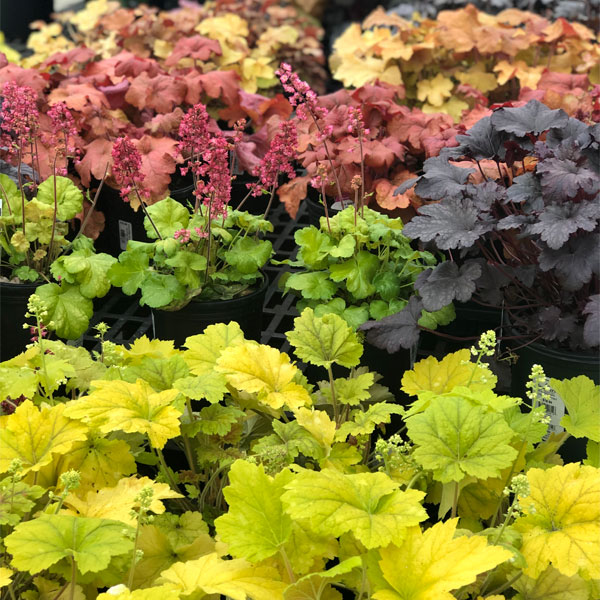 Heuchera - Coral Bells