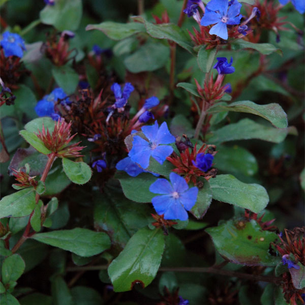 Treadwell Ground Cover