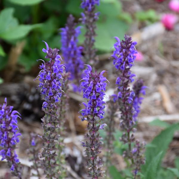 Salvia Blue By - 1c