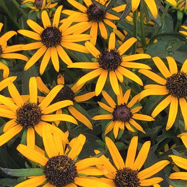 Black-eyed Susan