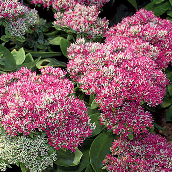 Stonecrop - Sedum