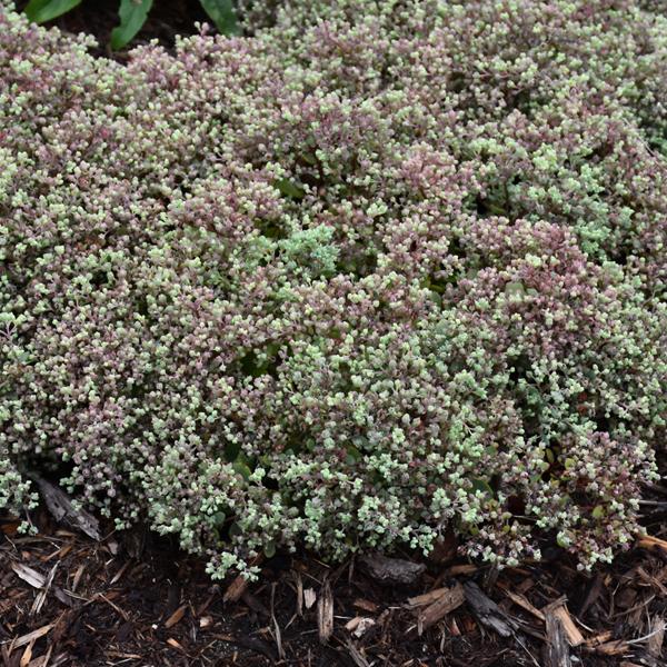 Sedum Steel The Show - 1c