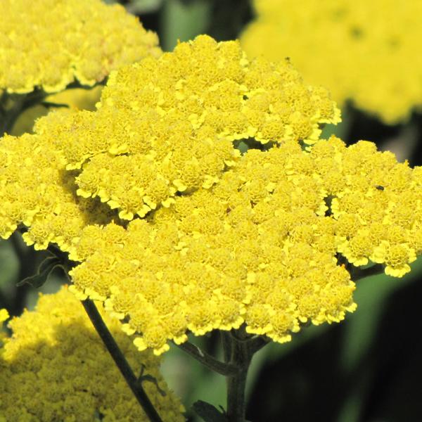 Achillea Moonshine - 1c