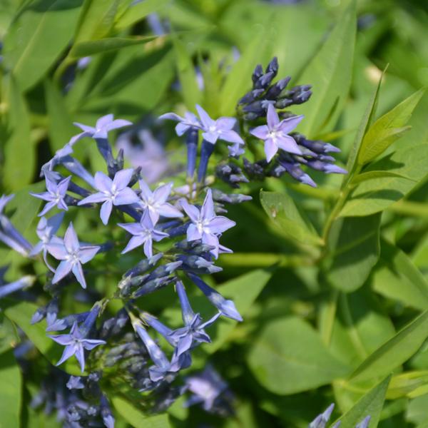 Amsonia Blue Ice - 1c