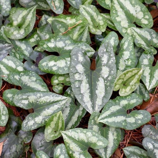 Asarum Splendens - 1c